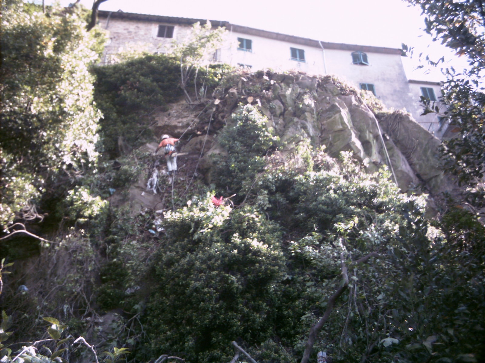 Prime operazioni di disbosco e pulizia